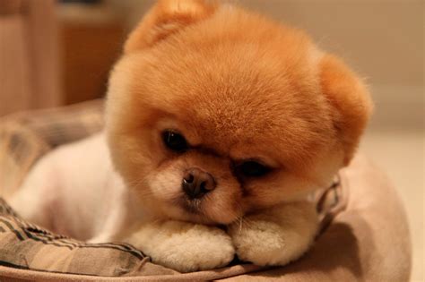 boo dog wallpaper|cute dog wallpaper for phone.